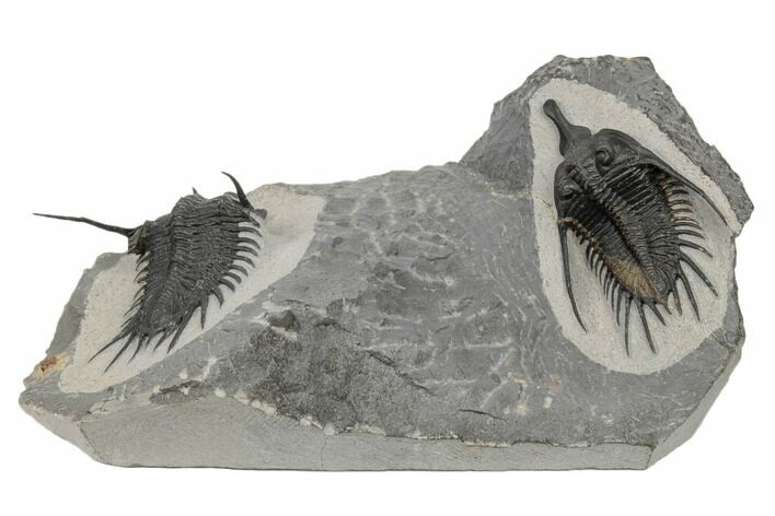 Double, Short Snout Psychopyge Trilobite - Issoumour, Morocco #190165